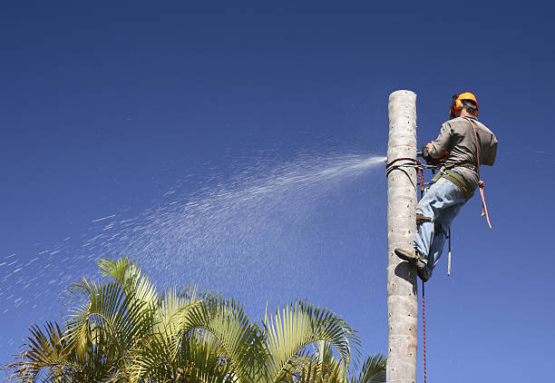 London, KY Tree Services Company